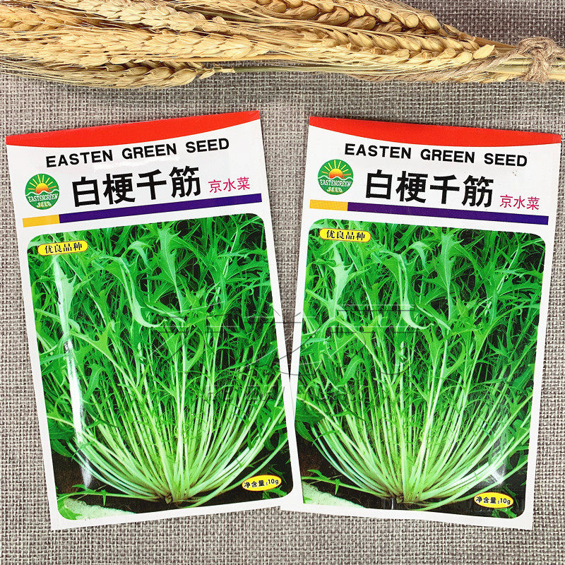 白梗千筋京水菜种子水晶菜种籽北京特菜春播保健