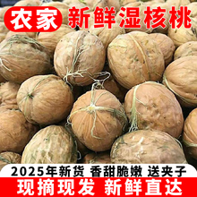 2025新鲜湿核桃生核桃去青皮绿皮薄皮纸皮老树孕妇零食送夹子现摘