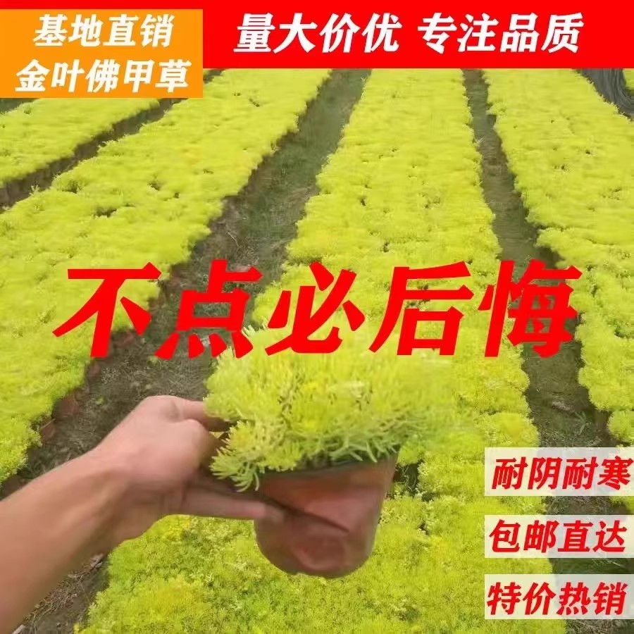 黄金佛甲草盆栽夏季耐热可暴晒耐寒四季常绿地被植物庭院假山造景黄金万年草佛甲草屋顶庭院草坪耐寒耐热旱四季常绿植被多年生宿根