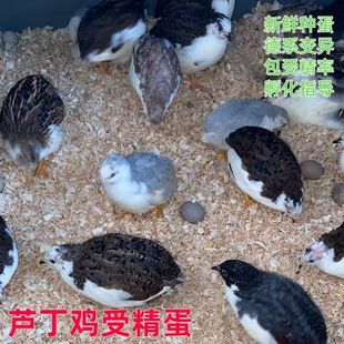 迷你芦丁鸡可孵化种蛋网红鸡种蛋宠物鸡受精蛋小型鸡宠物小鸡蛋