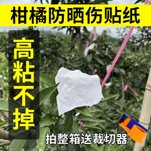 柑橘水果太阳防晒贴纸高粘耐高温