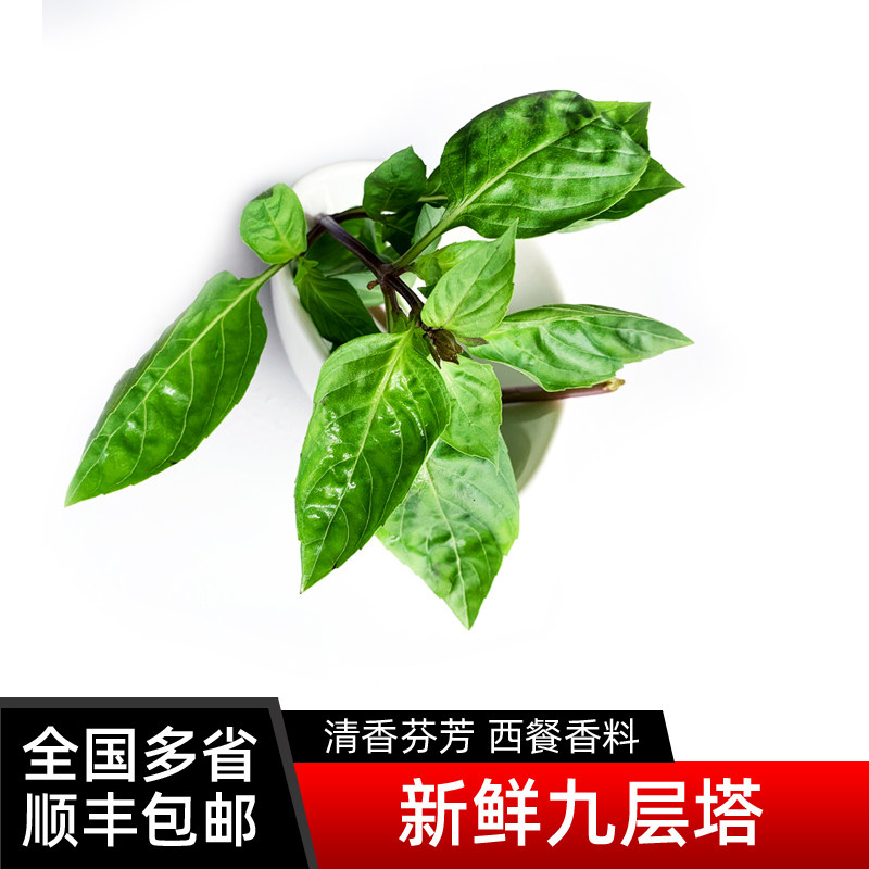 新鲜九层塔 金不换鱼香草 三杯鸡冬阴功厨房香料 顺丰包邮