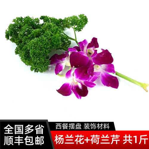 新鲜杨兰花250g 法香荷兰芹250g 洋兰花组合花草酒店西餐摆盘装饰