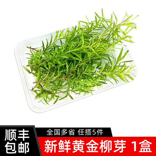 新鲜黄金柳芽酒店西餐摆盘装饰