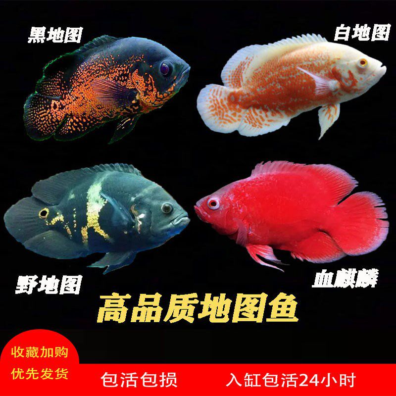 地图鱼观赏鱼大黑地图鱼火血麒麟地图鱼热带观赏鱼猪仔奥图鱼淡水