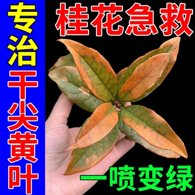 桂花树枯叶病专用肥料焦叶尖干叶虫孔叶斑黑斑落叶防黄叶肥营养液