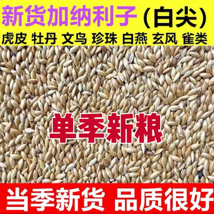 新加纳利子进口白尖粟鹦鹉鸟食草庐籽白燕虎皮牡丹鸟粮营养粮鸽粮