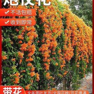 爬藤植物炮仗花苗盆栽四季常绿垂吊攀爬植物庭院阳台围墙爬藤花苗