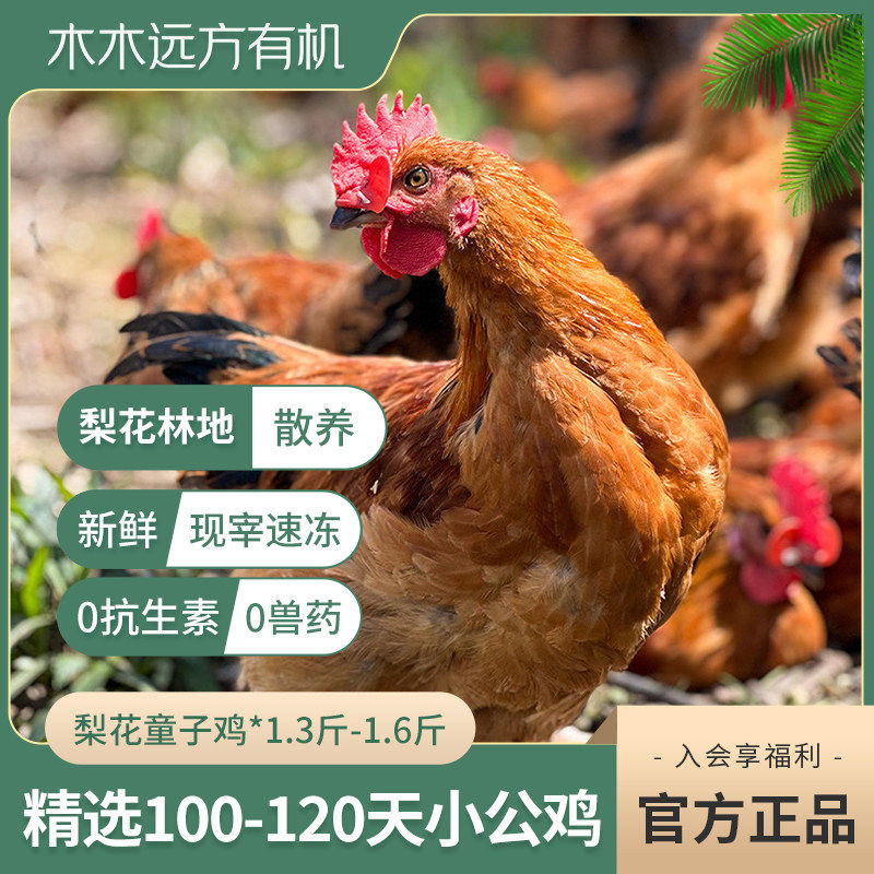 【梨树林散养】远方的梦想梨花童子鸡散养100~120天皖南土鸡