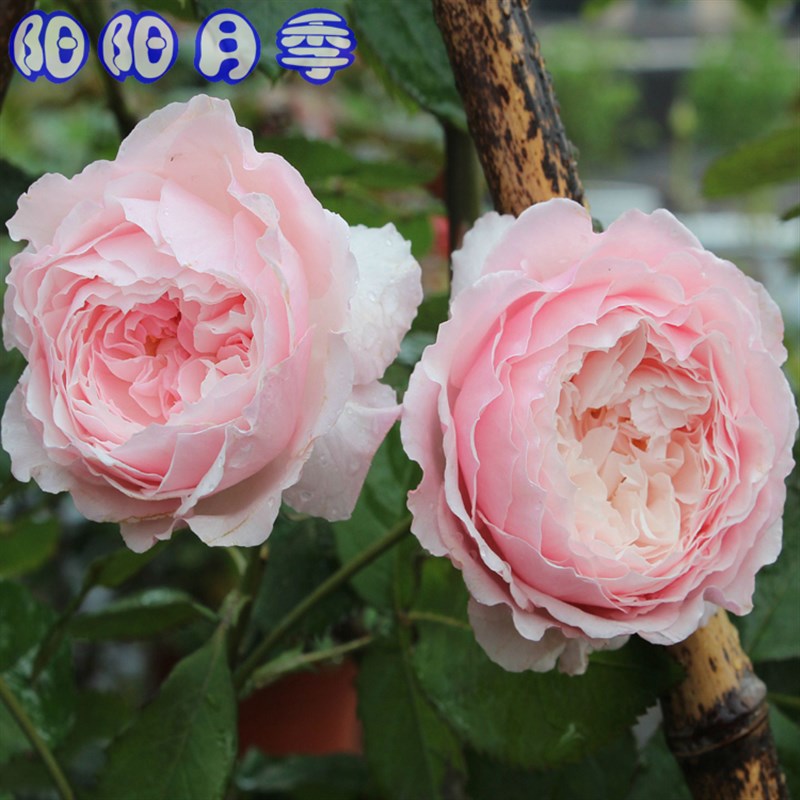 k带植物花瑰玫不含盆美咲四z季庭院观台非常容易叶月季盆栽阳花