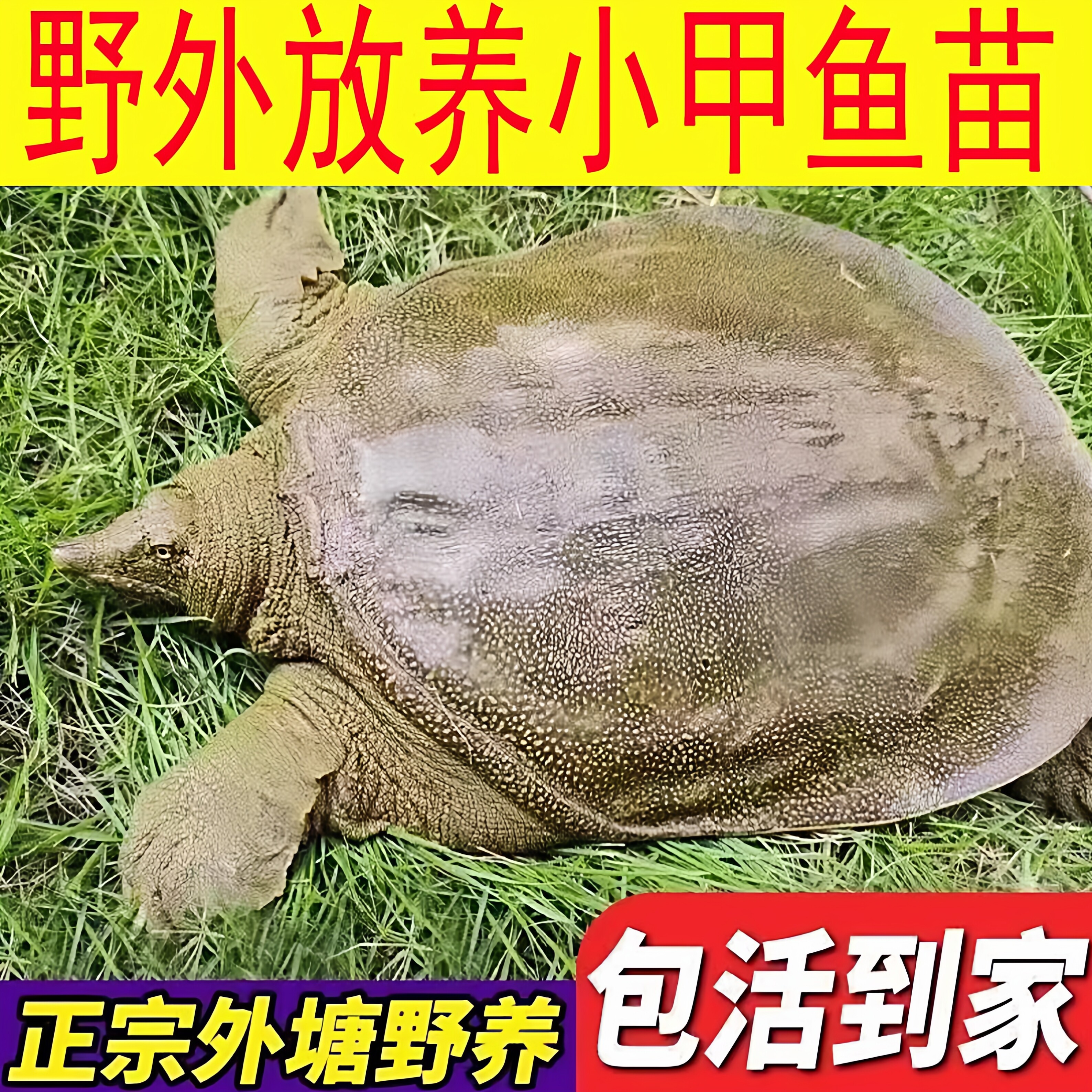 山东甲鱼大规格一斤苗活体100只水库放养团鱼外塘中华鳖王八鳖苗