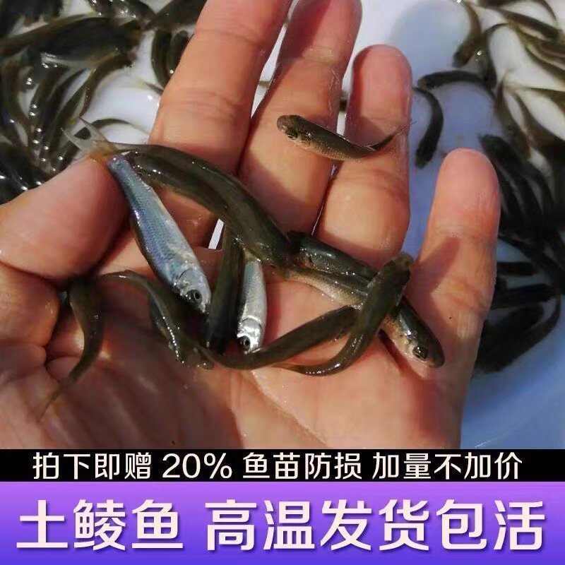 正宗鲮鱼苗麦鲮鱼苗泰鲮鱼苗饲料鱼活体淡水鱼苗池塘养殖土鲮鱼苗