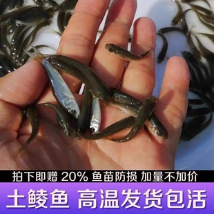 正宗鲮鱼苗麦鲮鱼苗泰鲮鱼苗饲料鱼活体淡水鱼苗池塘养殖土鲮鱼苗