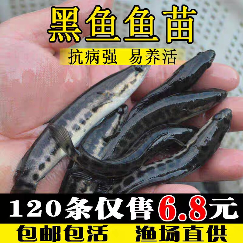 山东冷水淡水活体黑鱼苗