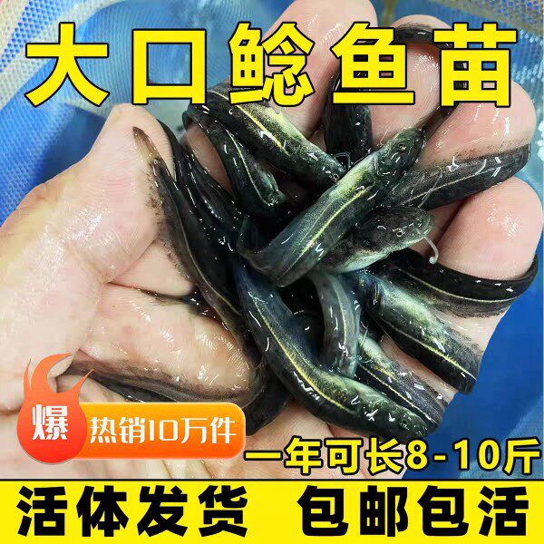 山东塘鲺鲶鱼苗塘角鱼苗胡子鱼土塘苗塘虱好养淡水鱼苗包邮包活