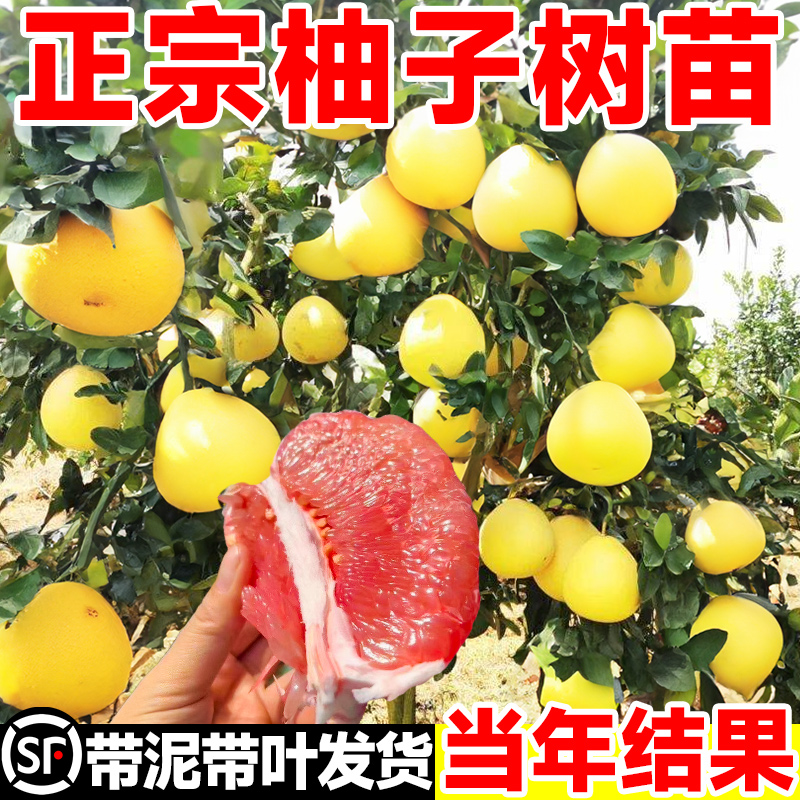 泰国红宝石青柚嫁接苗柚子树苗新品种考雅柚苗越南蜜柚三红心柚子
