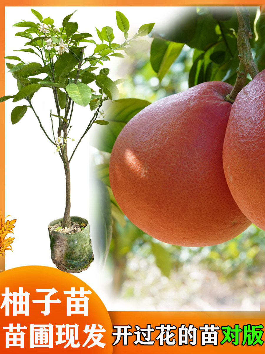 柚子树苗新品种泰国红宝石青柚苗沙田柚苗三红葡萄柚苗嫁接苗果树