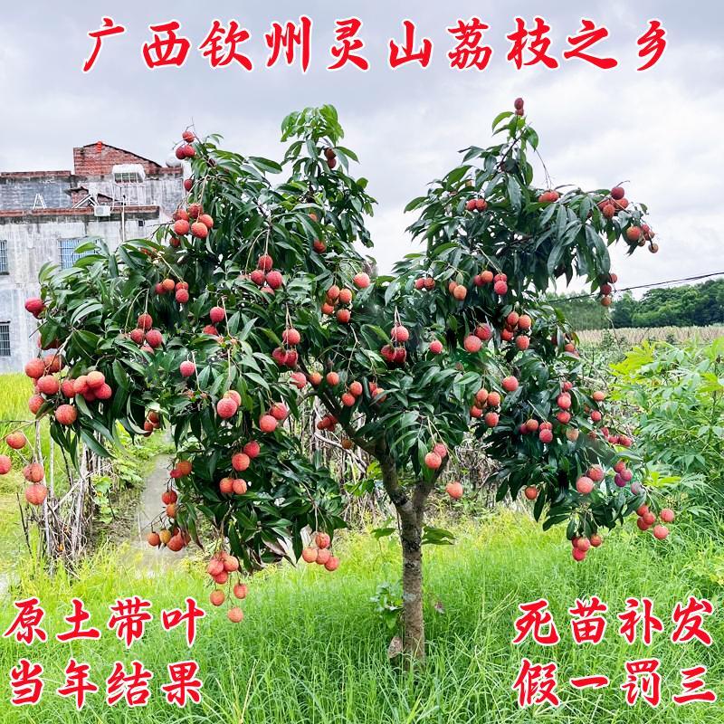 无核荔枝树原土带叶当年结果包活