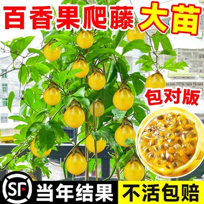 甜黄金百香果树果苗钦蜜9号嫁接