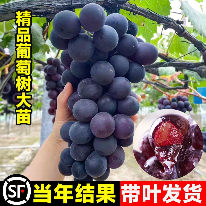 大巨峰葡萄树苖无籽嫁接果树果苗盆栽阳光玫瑰南北方四季种植耐寒-封面