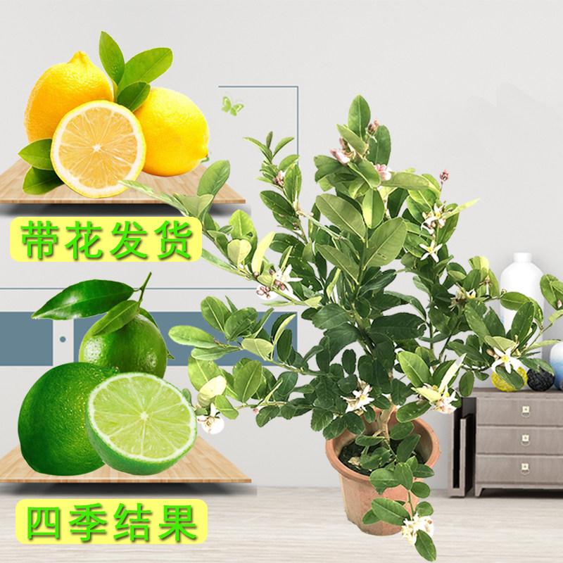 柠檬树苗带果柠檬苗绿植盆栽室内阳台庭院植物四季结果香水柠檬树,鲜花速递/花卉仿真/绿植园艺,果树,淘宝优惠券,粉丝福利购,淘宝优惠卷