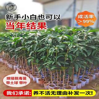 广西嫁接芒果树苖贵妃芒四季芒果苗金煌芒果树苗庭院盆栽当年结果