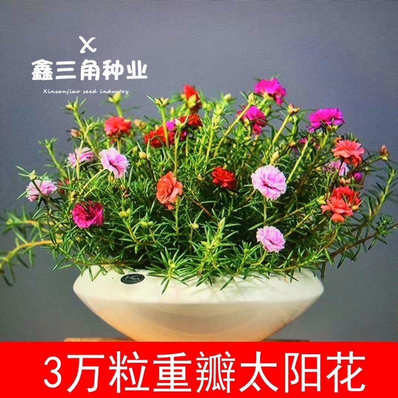 重瓣太阳花花籽花种籽子开花庭院花种子易活种籽盆栽室外太阳种孑