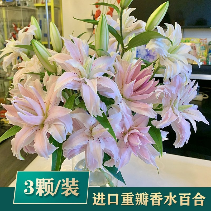 3颗百合种球四季开花室内外花卉盆栽香水百合花种子好养易活重瓣