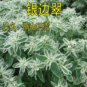 积雪草种子价格 积雪草种子图片 星期三