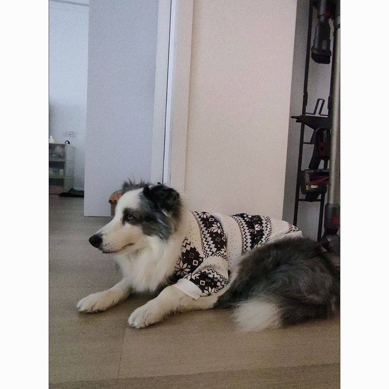 狗狗衣服大型犬秋冬新年保暖衣金毛拉布拉多边牧杜宾大狗实拍图,宠物/宠物食品及用品,狗宠物服装/雨衣,淘宝优惠券,粉丝福利购,淘宝优惠卷