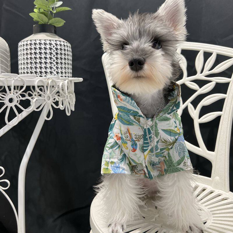 帅气猫咪狗狗沙滩衬衫夏季薄款泰迪雪纳瑞空调服猫咪防掉毛衣服潮