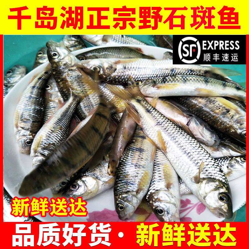 千岛湖本地石斑鱼鲜活现杀小河鱼整条杂鱼小溪淡水鱼鱼类食用水产