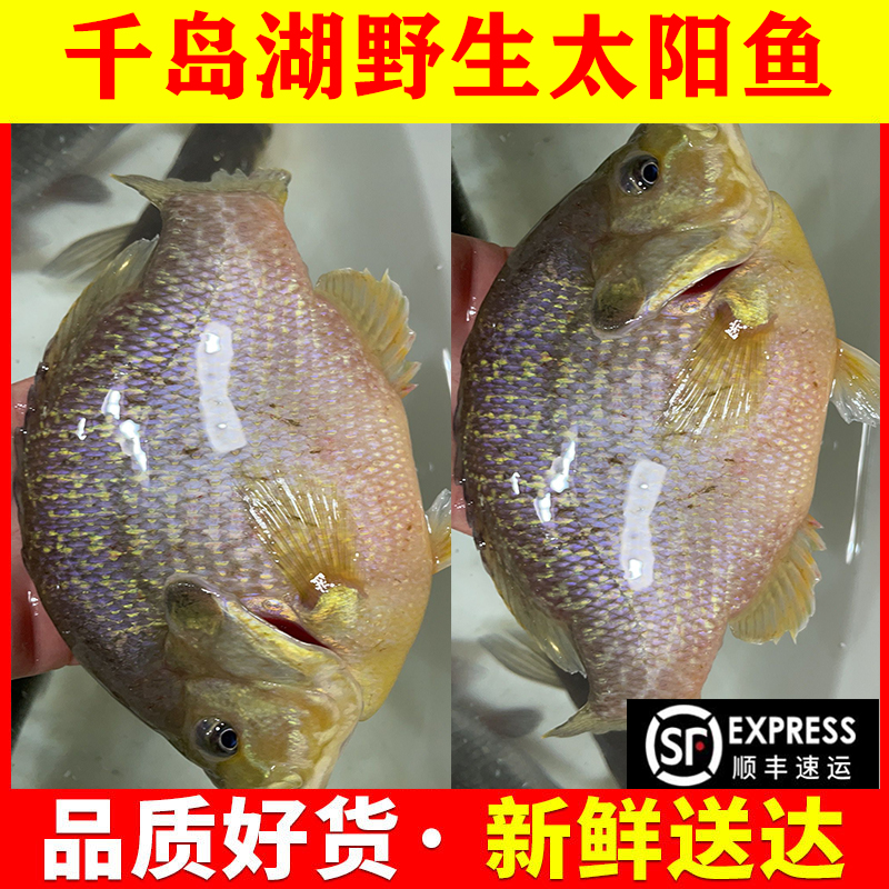 太阳鱼千岛湖现杀食用太阳鱼