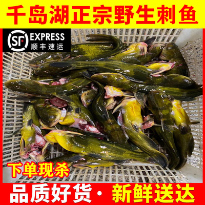 淡水鱼千岛湖黄刺鱼千岛湖整个