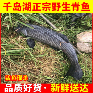 千岛湖野外螺蛳青鱼大青占鱼武昌鱼淡水鱼鲜活现杀纯天然青鱼20斤