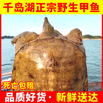 鲜活食用老鳖千岛湖甲鱼