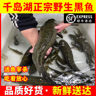 千岛湖纯正宗黑鱼片无刺鲜活现杀水煮鱼乌鱼炖汤滋补淡水鱼发财鱼