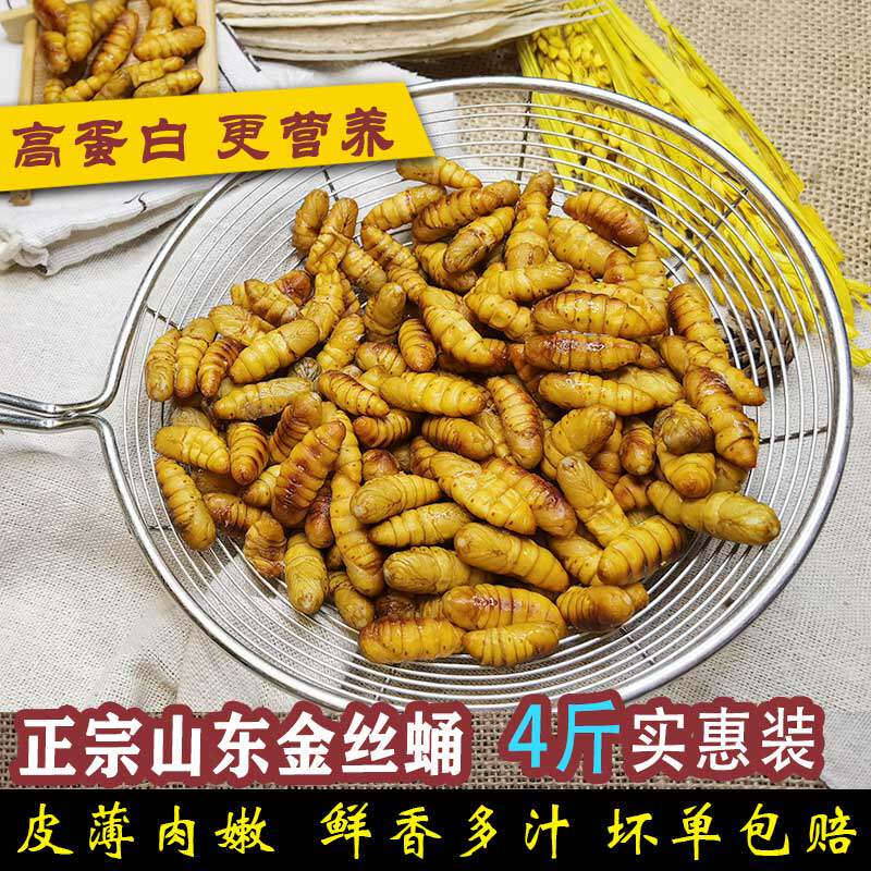 新鲜蚕蛹金丝蛹不加盐无添加桑蚕蛹山东特产黄金蛹冷冻小蚕蛹