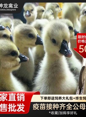 16只正宗狮头鹅活苗纯种狮子头小鹅活苗汕头潮汕澄海狮头鹅苗活体