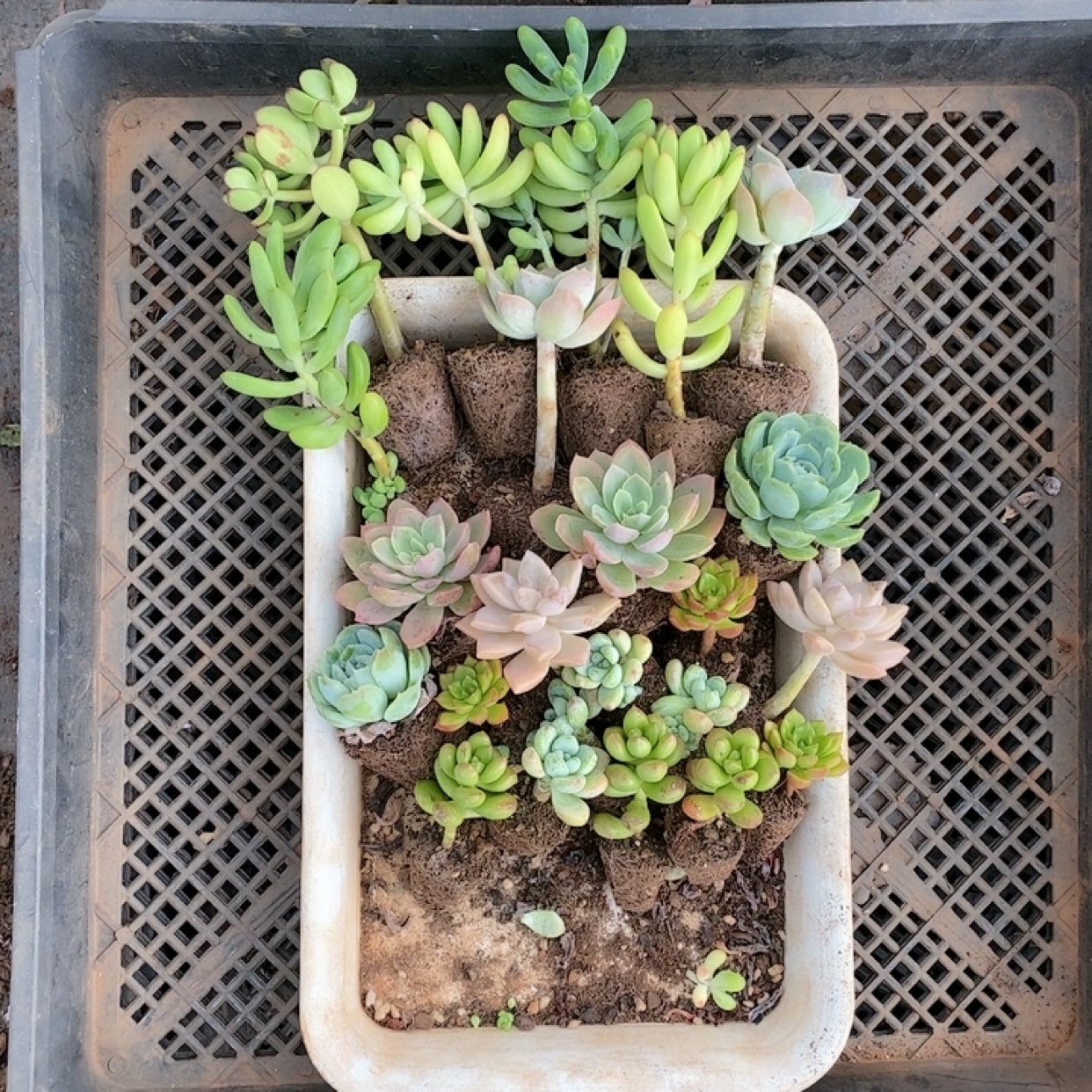 10个品种20颗小苗处理不售后（非偏远）一单包邮-云之滇多肉植物