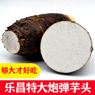 炮弹芋头新鲜乐昌香芋张溪芋头广东韶关槟榔芋头粉糯特大农家蔬菜