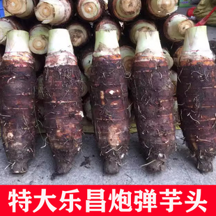 乐昌张溪香芋正宗炮弹芋头广东韶关特产特大槟榔芋礼盒装子弹芋粉
