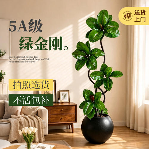 绿金刚橡皮树室内绿植落地大盆栽