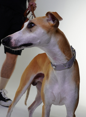 ARCUS.CUB发光的系列项圈猫狗通用高档皮质镶钻潮宠物牵引中小型