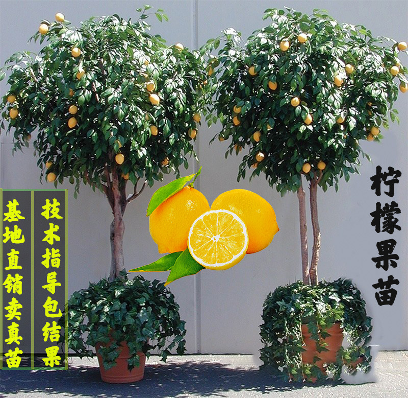 四季柠檬苗带果无核地栽当年结果图片