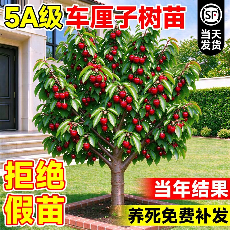 樱桃树果树车厘子树苗正宗大当年结果盆栽南方种植果树北方耐寒