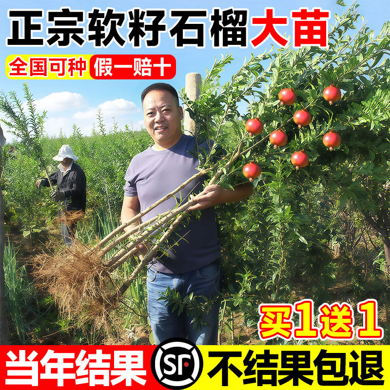 正宗石榴树树苗突尼斯软籽无籽石榴盆栽庭院种植蒙阳红树带土果苗图片