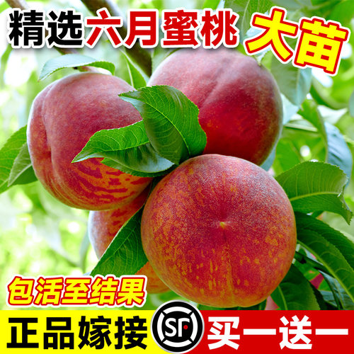 水蜜桃树果苖嫁接黄桃树苗冬桃