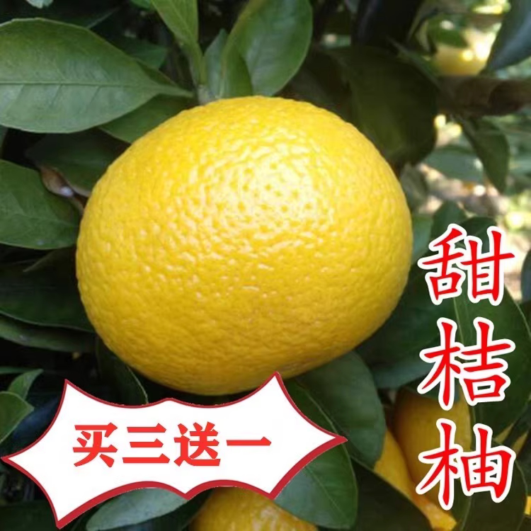 甜桔柚树苗呆果丁柚子苗当年结果图片