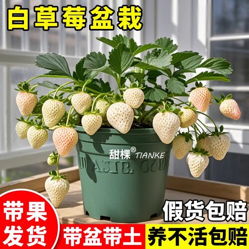 带果草莓苗盆栽秋冬季新苗四季结果奶油草莓苗阳台种植果树果苗秧